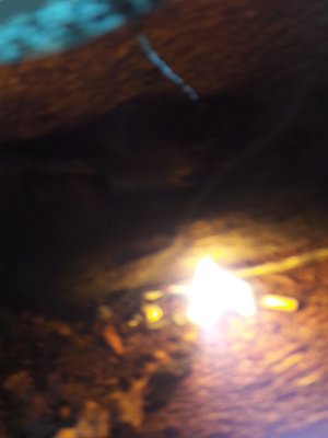 cover image of Und am Anfang war das Feuer